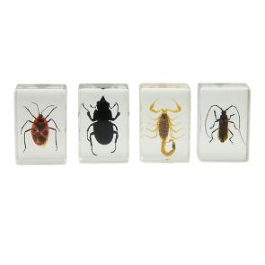 Celestron 44409 3D Bug Specimen Kit #3 Black, Orange, Brown 