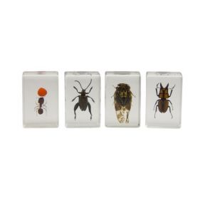 Celestron 3D Bug Specimen Kit #3