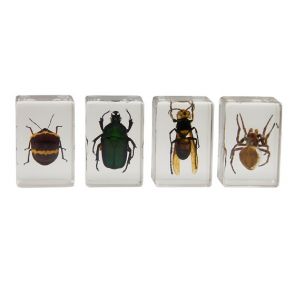Celestron 3D Bug Specimen Kit #2